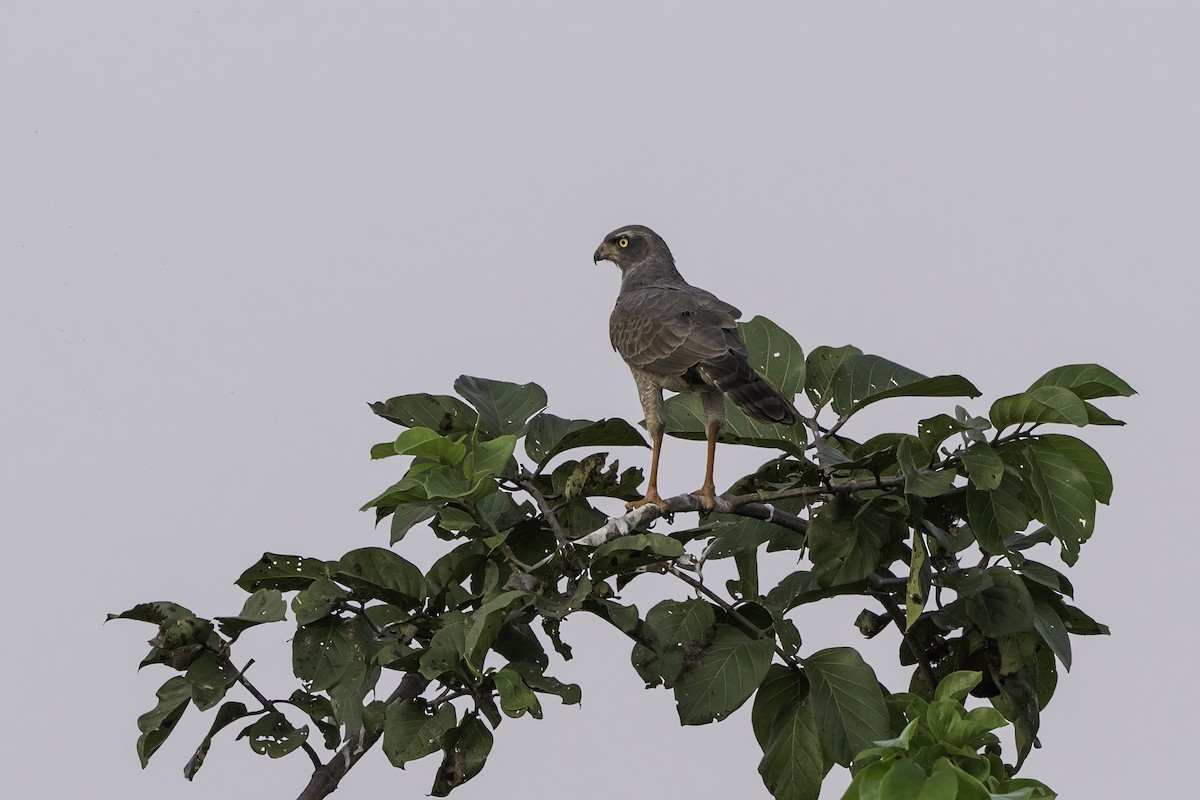 Тёмный певчий ястреб - ML646853512