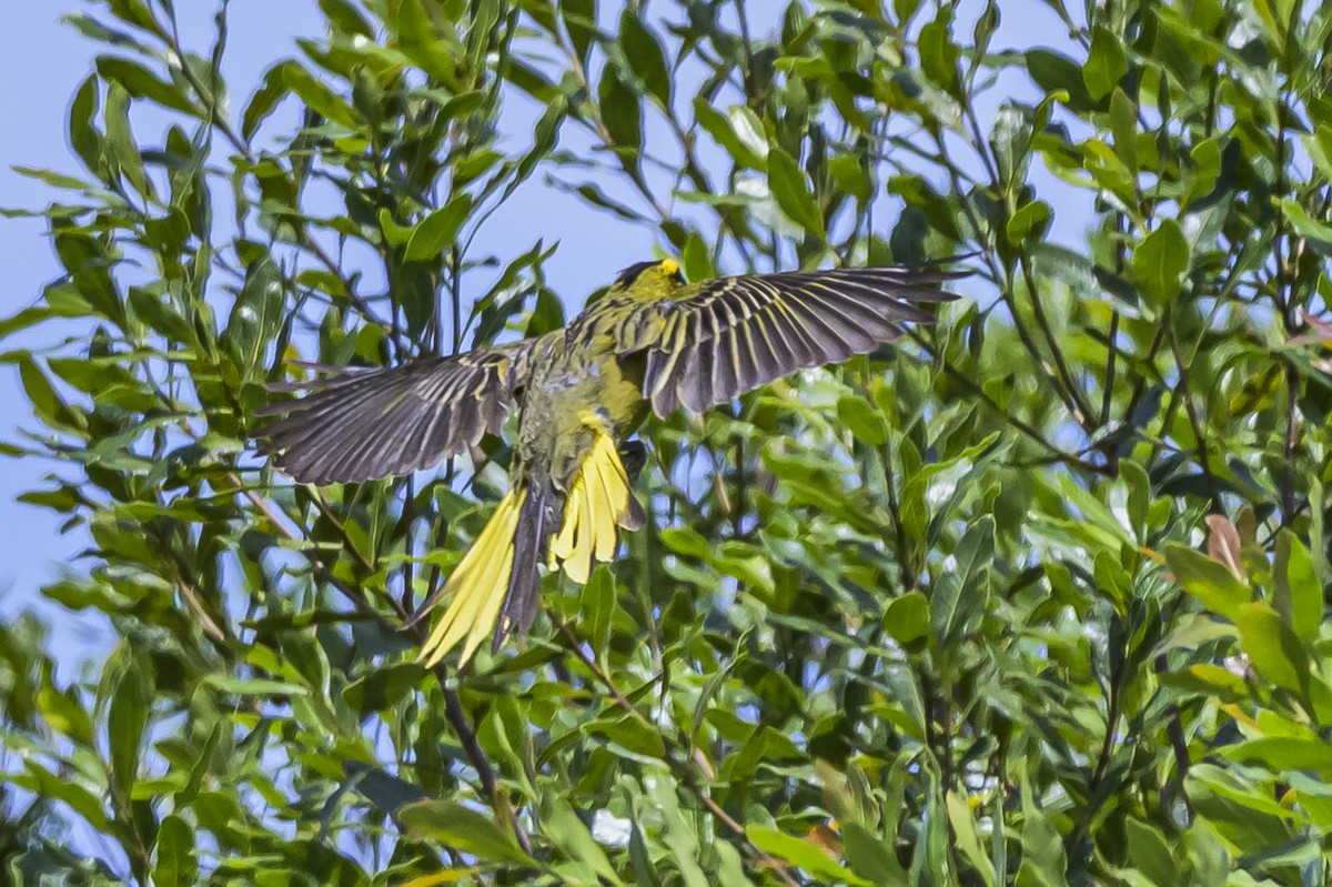 Yellow Cardinal - ML646853513