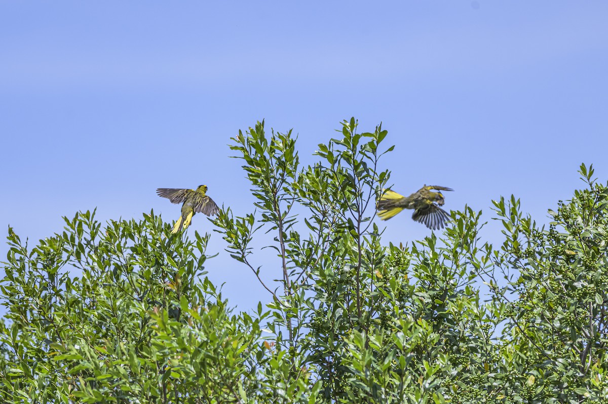 Yellow Cardinal - ML646853514