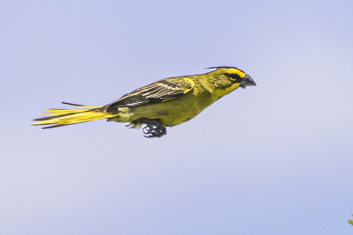 Yellow Cardinal - ML646853516