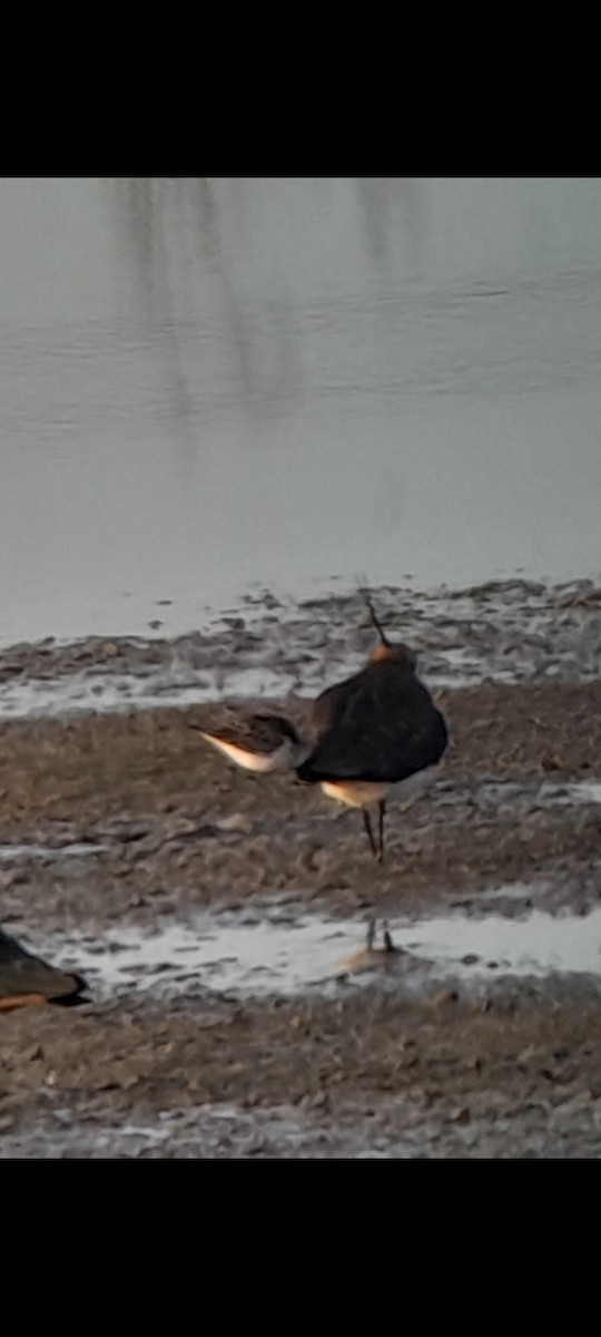 Little Stint - ML646853517