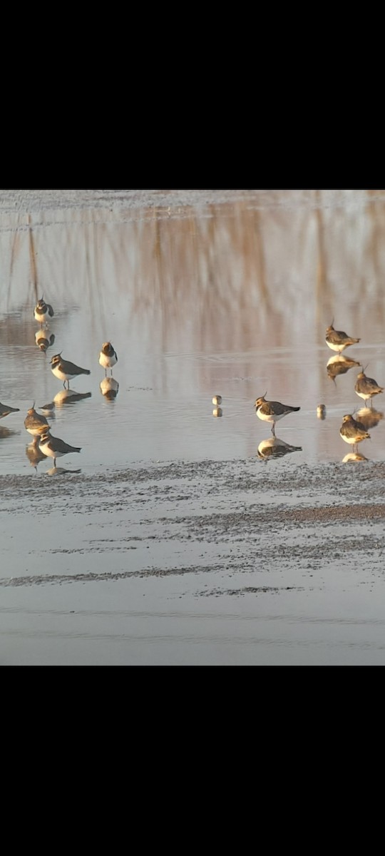 Little Stint - ML646853518
