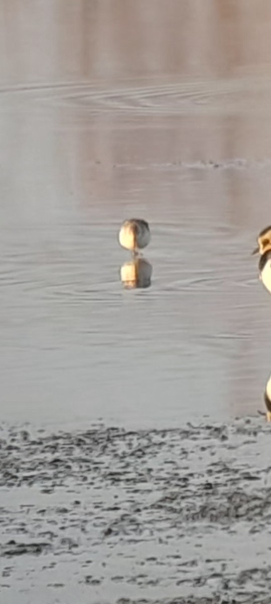 Little Stint - ML646853519