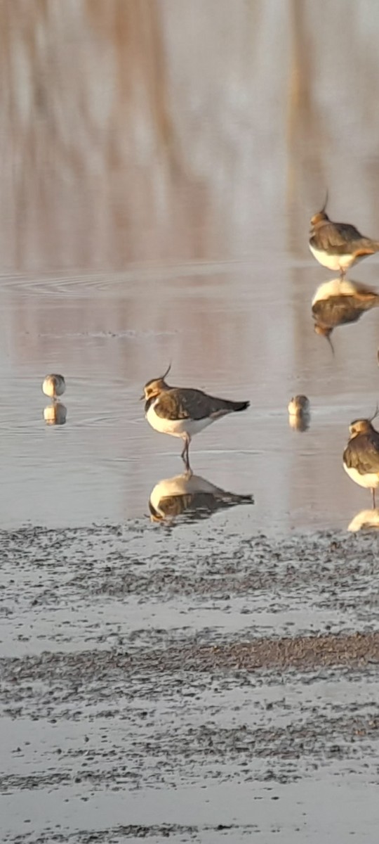 Little Stint - ML646853520