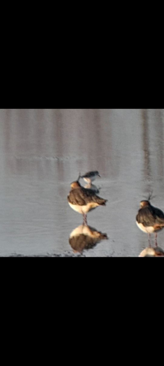 Little Stint - ML646853521