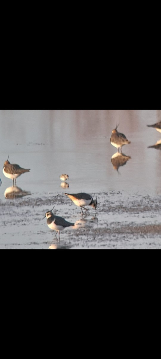 Little Stint - ML646853522