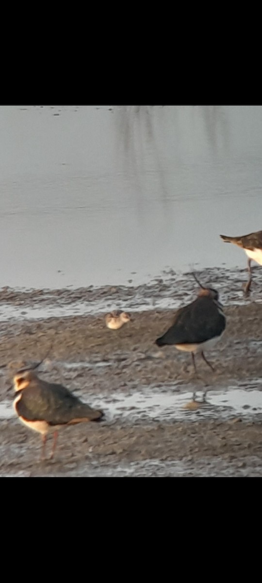 Little Stint - ML646853523