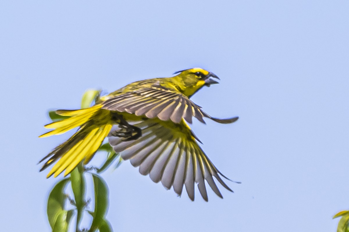 Yellow Cardinal - ML646853525