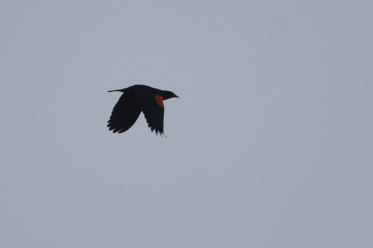 Red-winged Blackbird - ML646853526