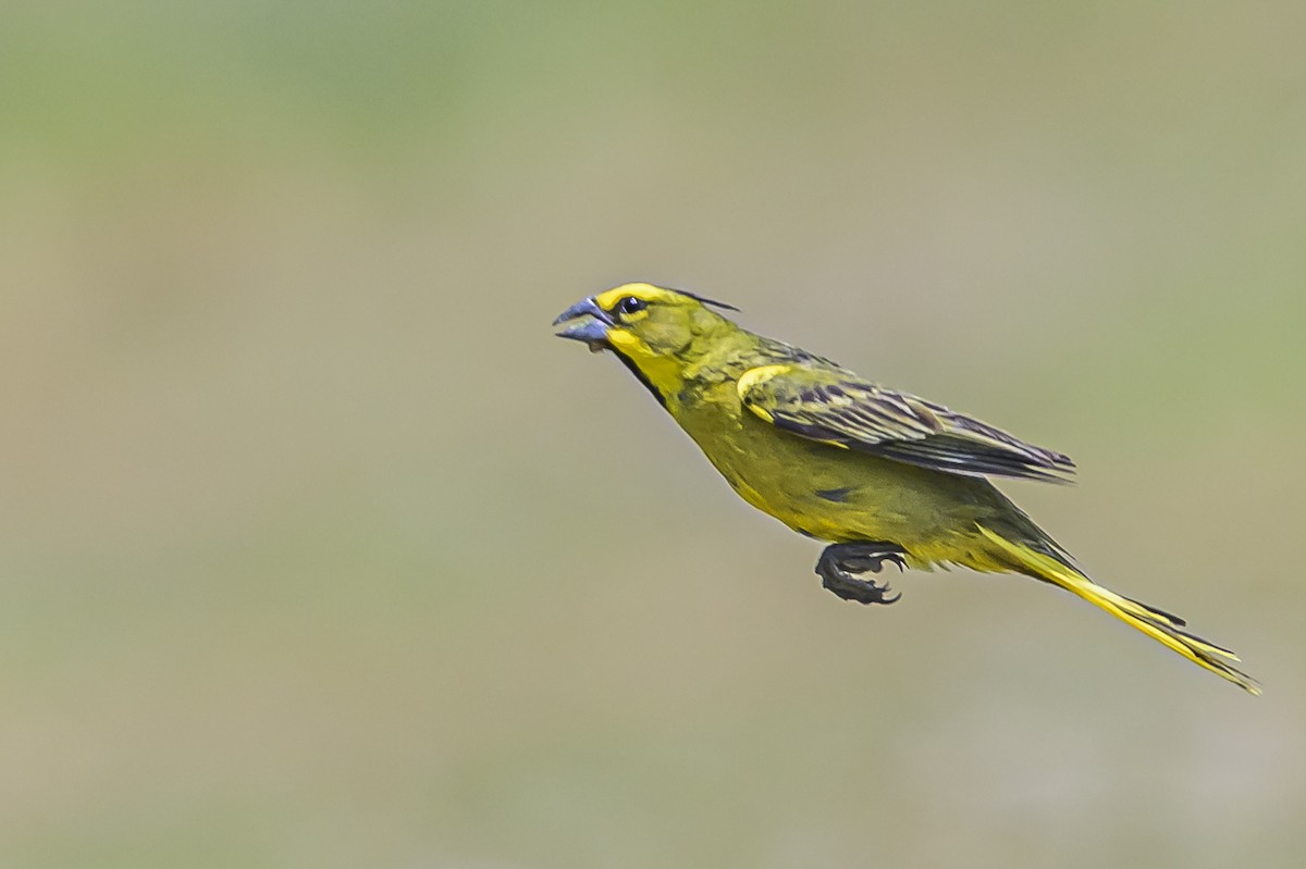 Yellow Cardinal - ML646853527