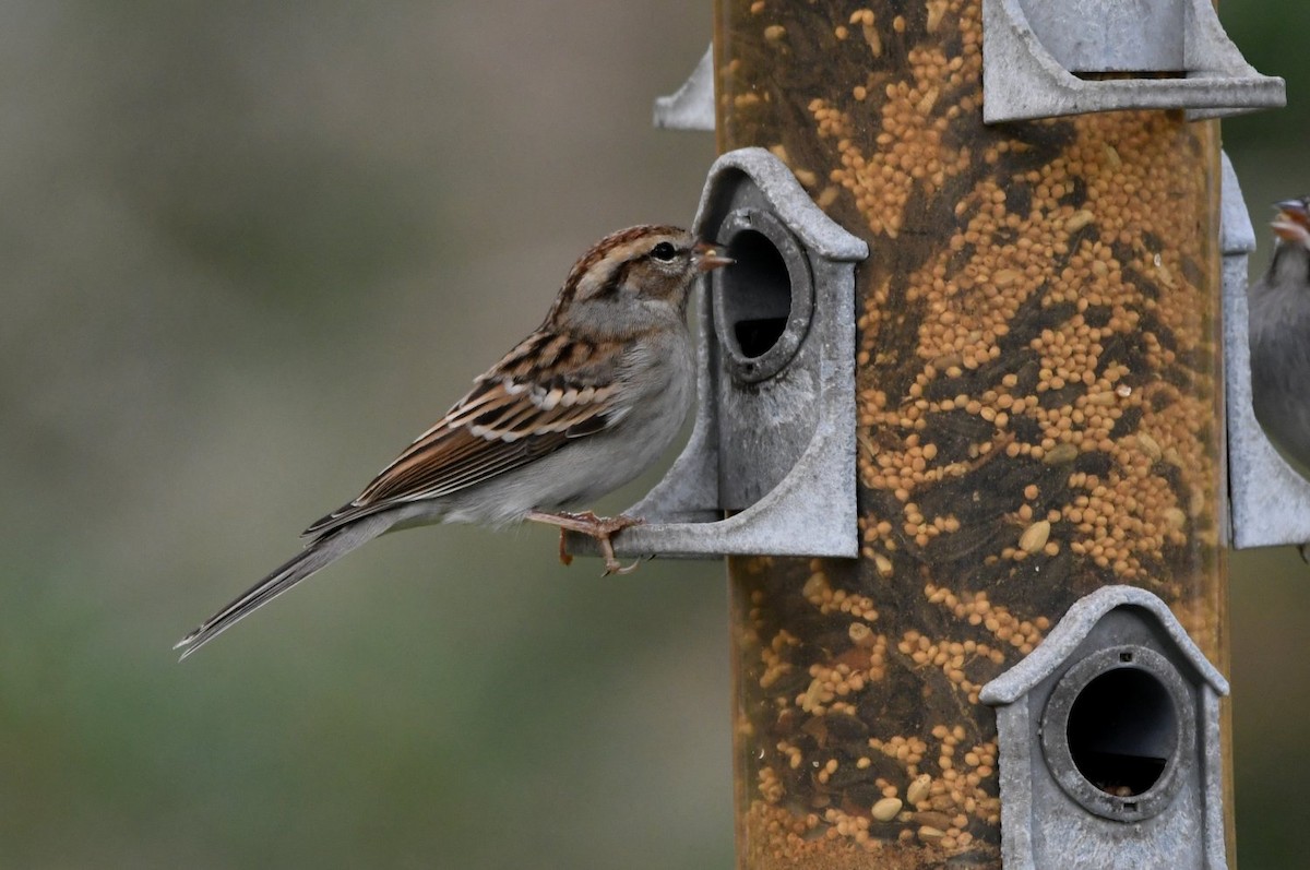 Chipping Sparrow - ML646853528