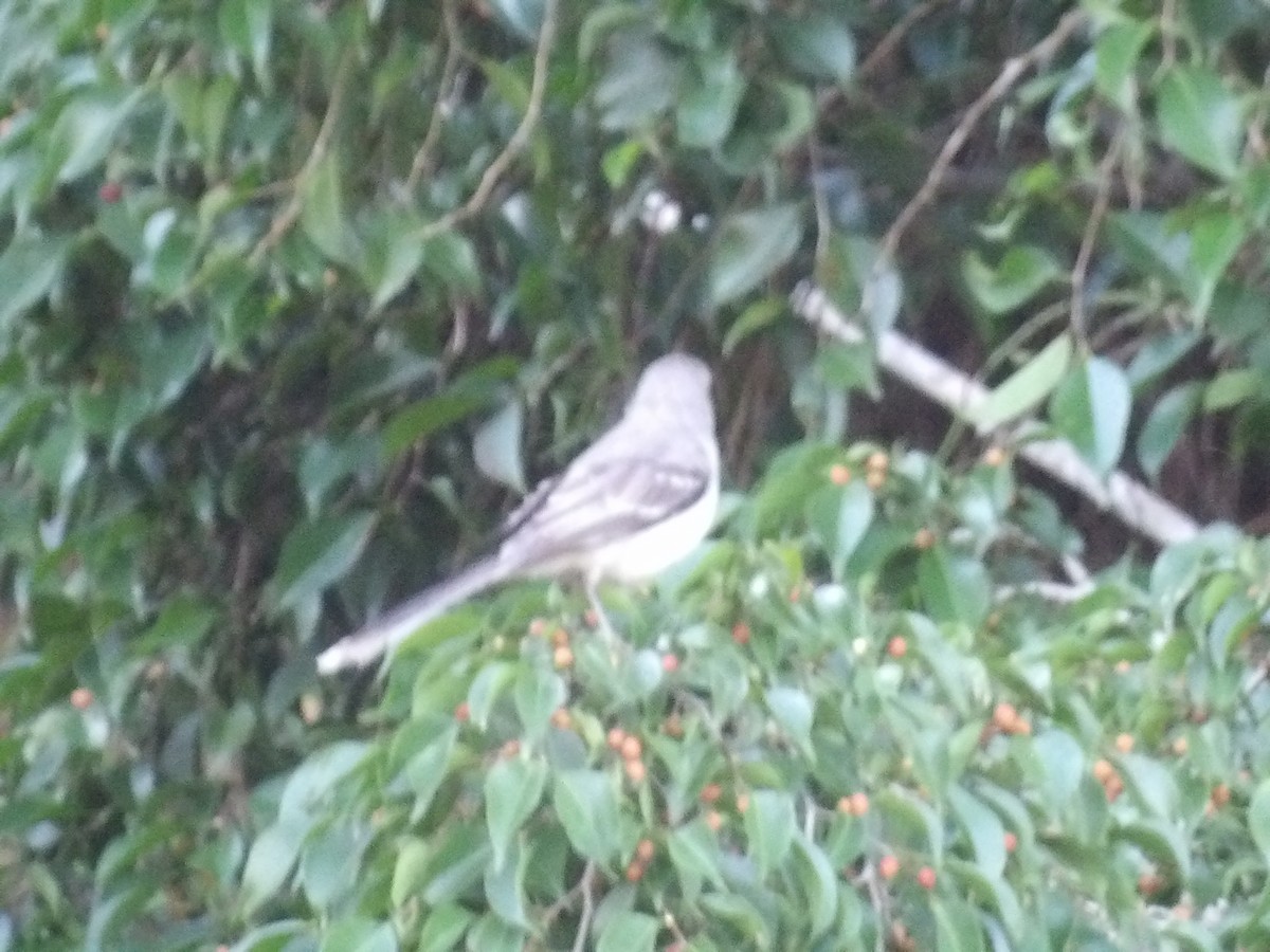 Пересмішник сивий [група gilvus] - ML646853529