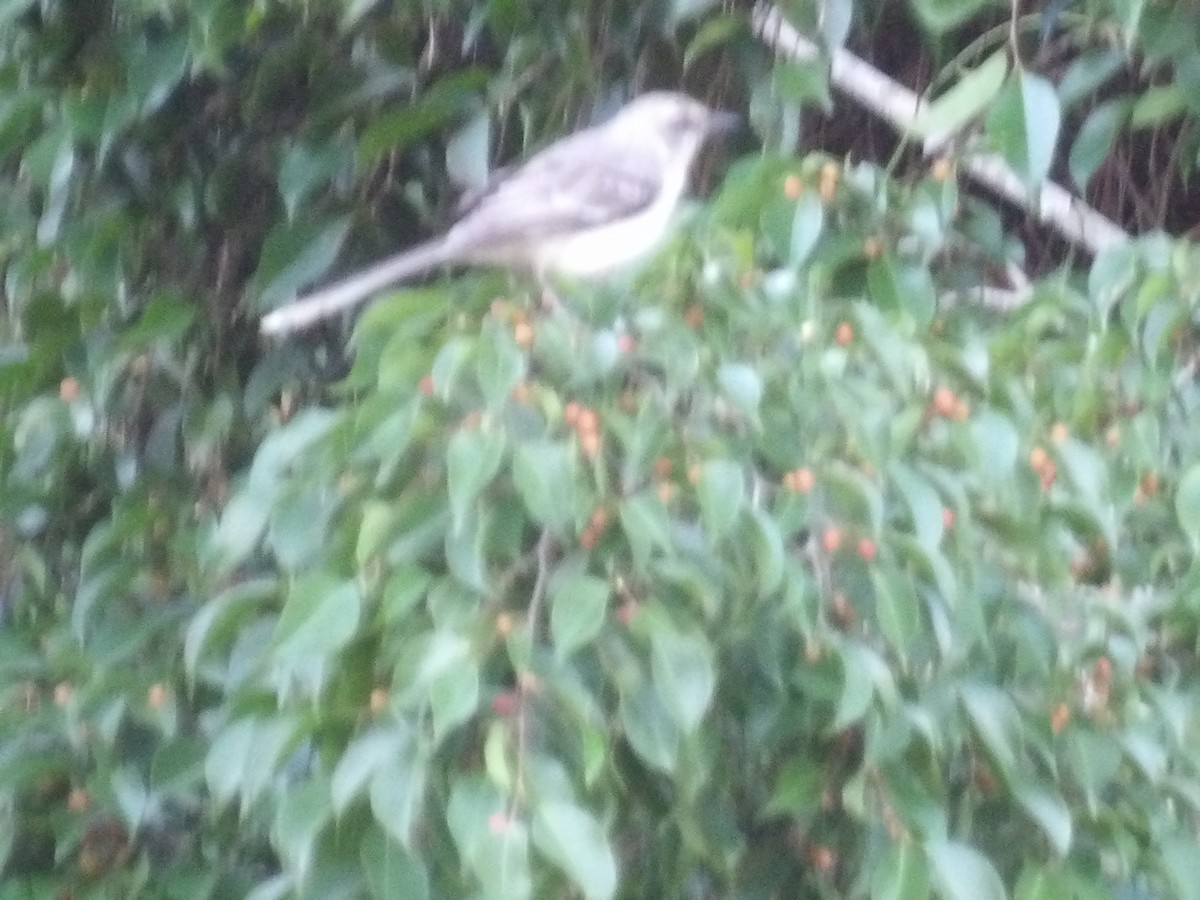 Пересмішник сивий [група gilvus] - ML646853530