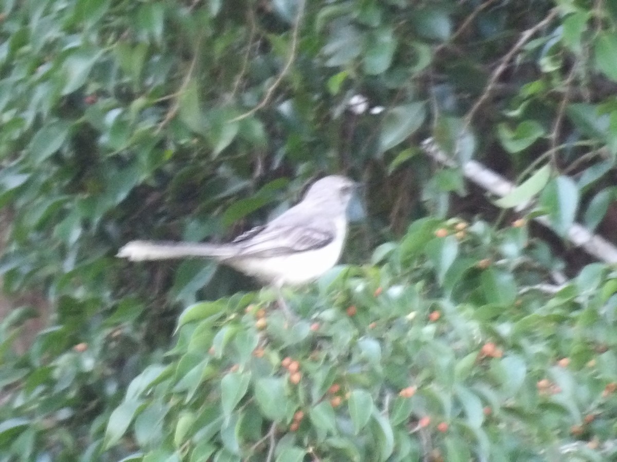 Пересмішник сивий [група gilvus] - ML646853531