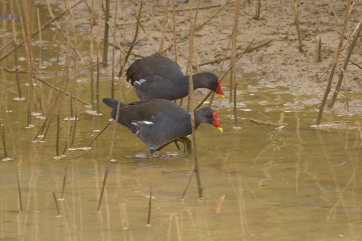 Teichhuhn - ML646853540