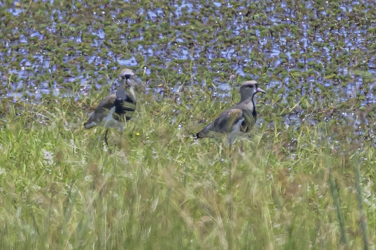 čejka jihoamerická - ML646853541