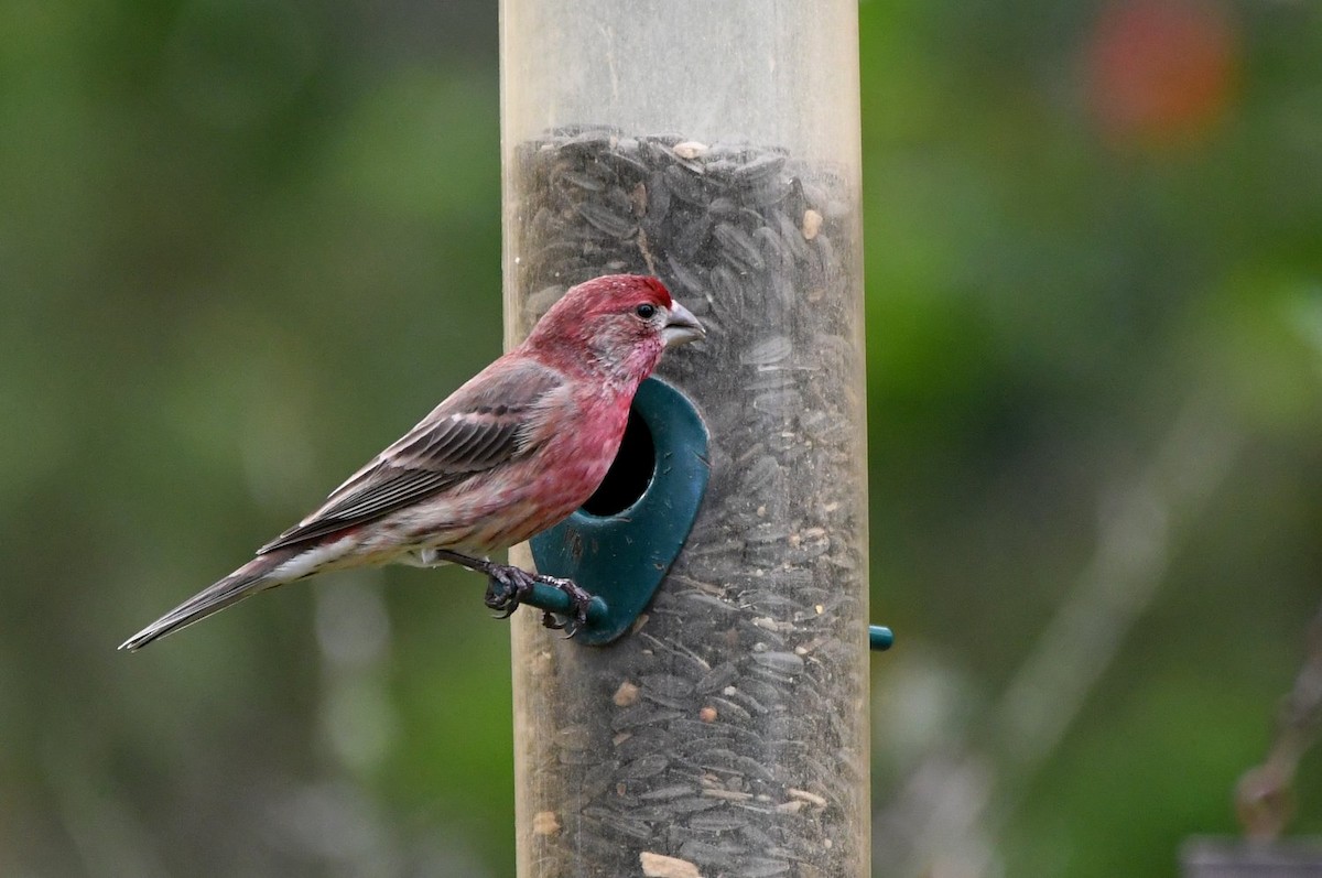 Burugorri arrunta - ML646853542