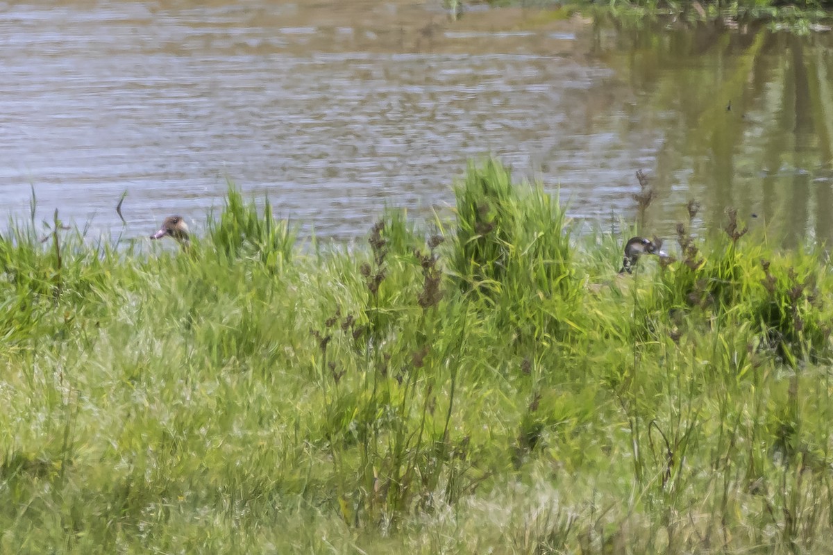 Brazilian Teal - ML646853544