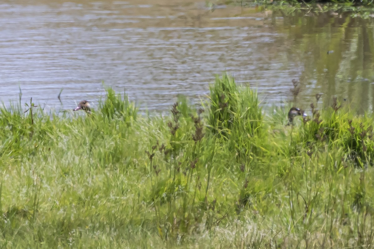 Brazilian Teal - ML646853547