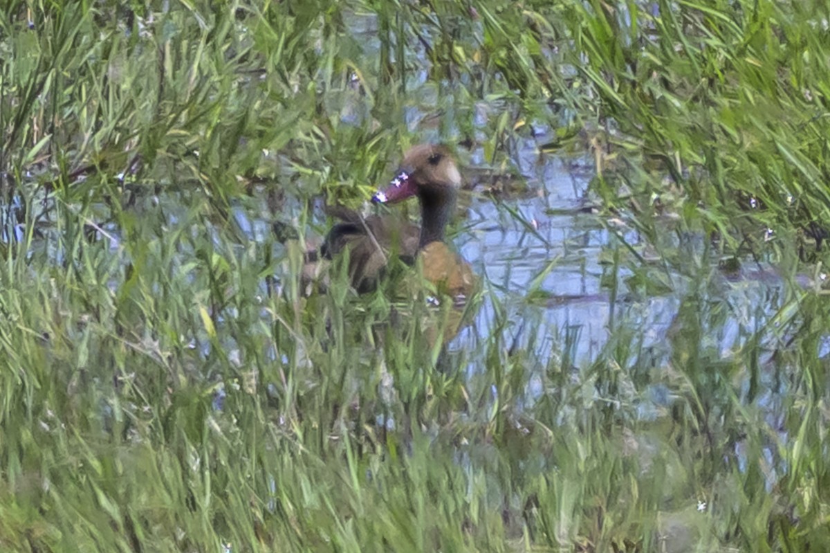 Brazilian Teal - ML646853548