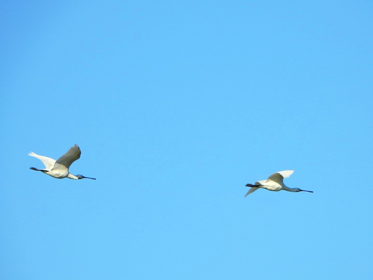 Eurasian Spoonbill - ML646853550