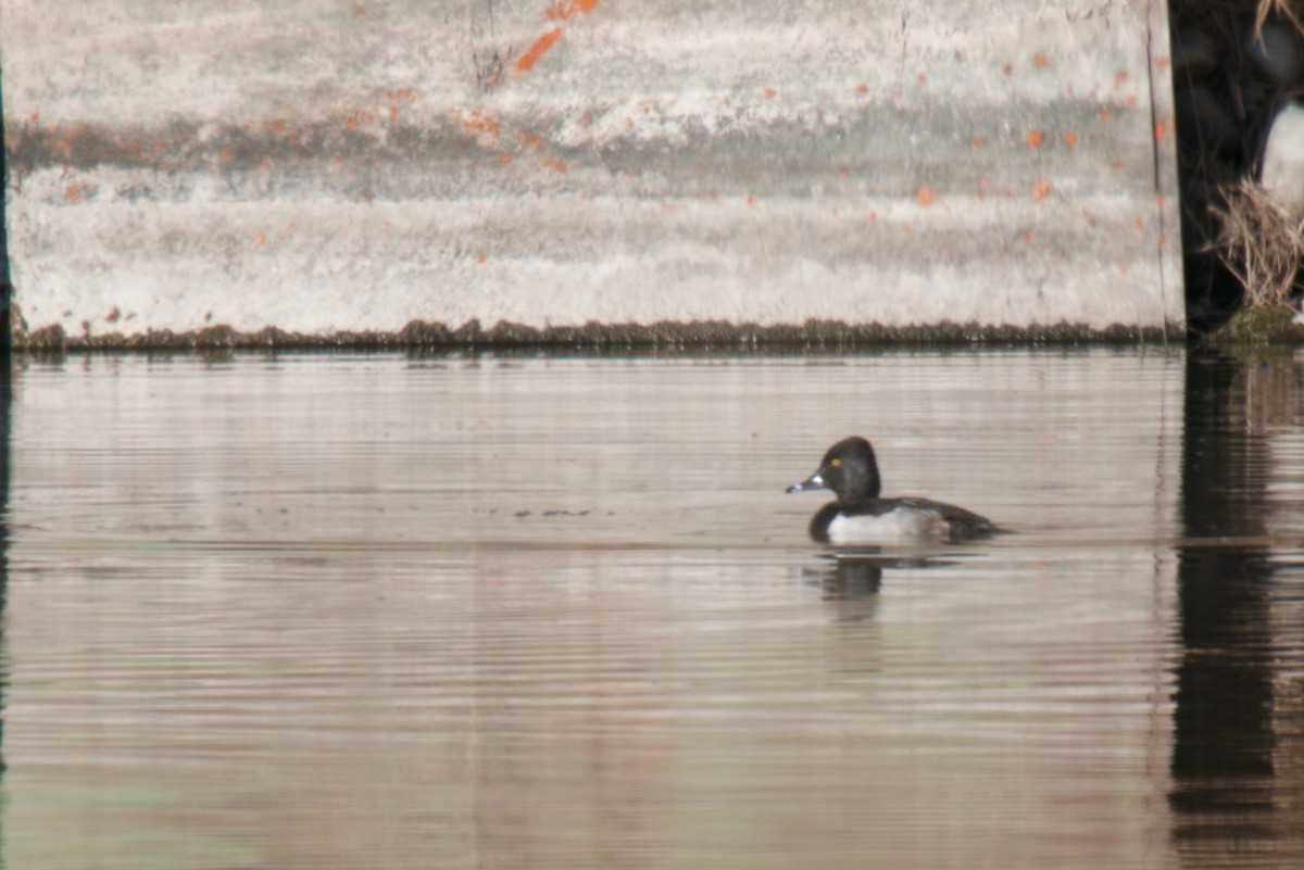 Ring-necked Duck - ML646853553