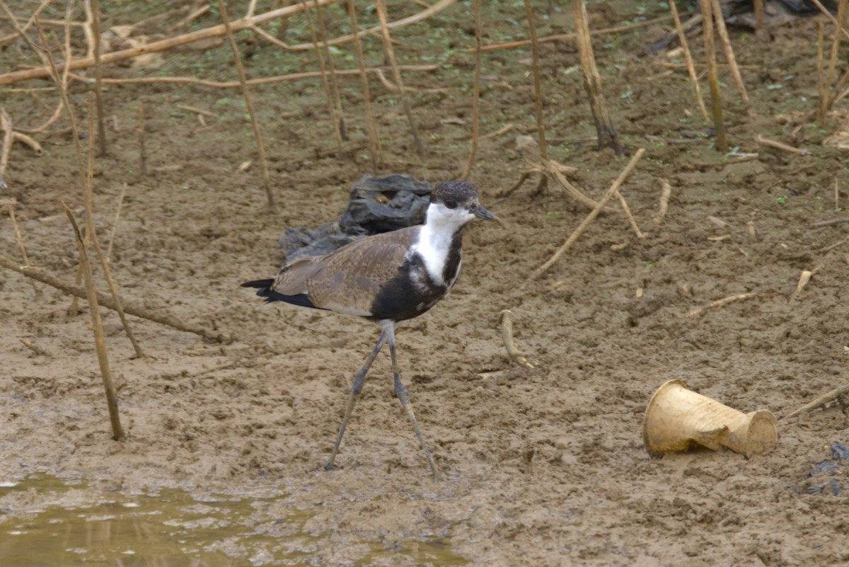 Spornkiebitz - ML646853554