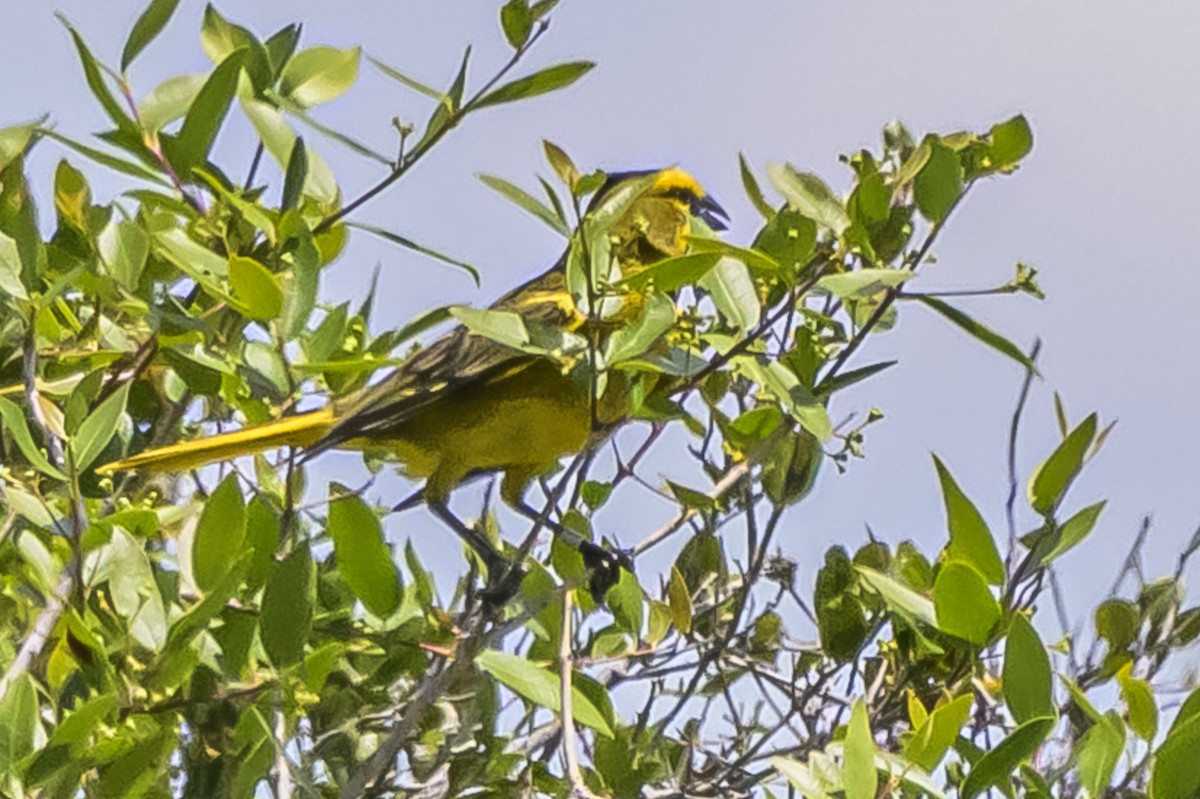 Yellow Cardinal - ML646853557