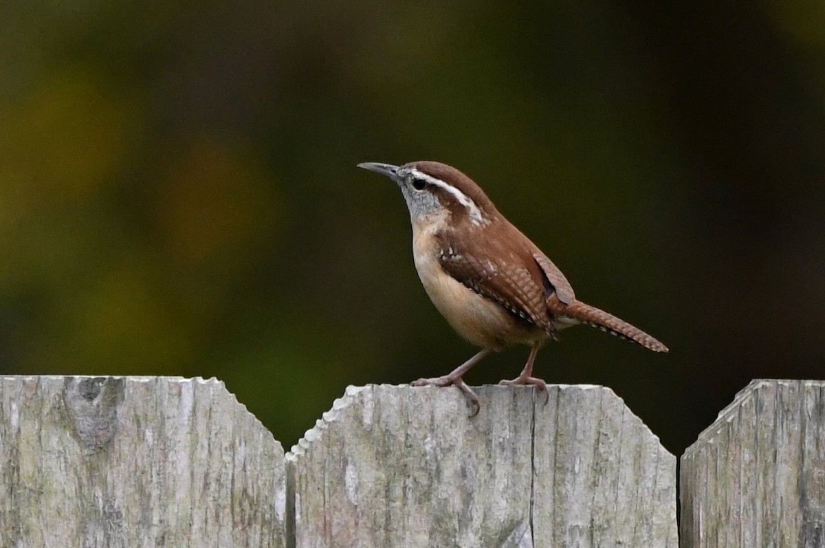 Carolina Wren - ML646853558