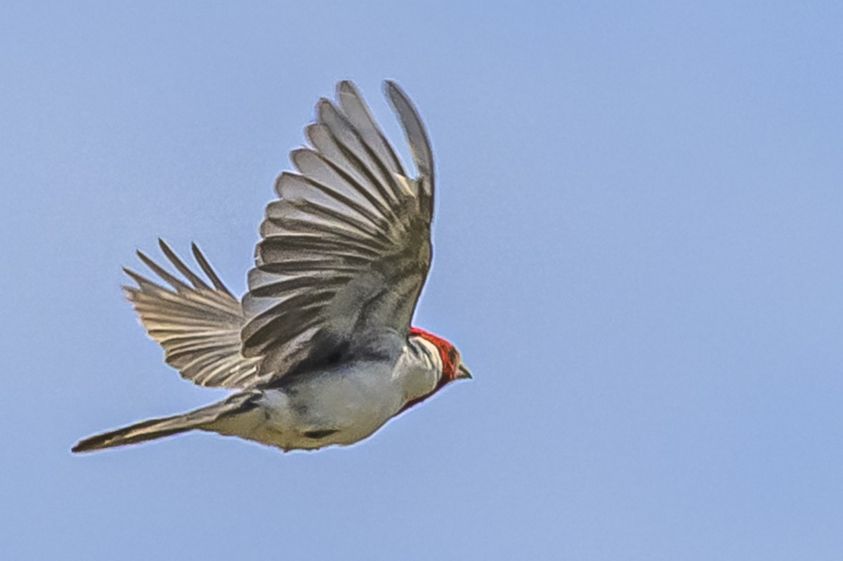 Red-crested Cardinal - ML646853561