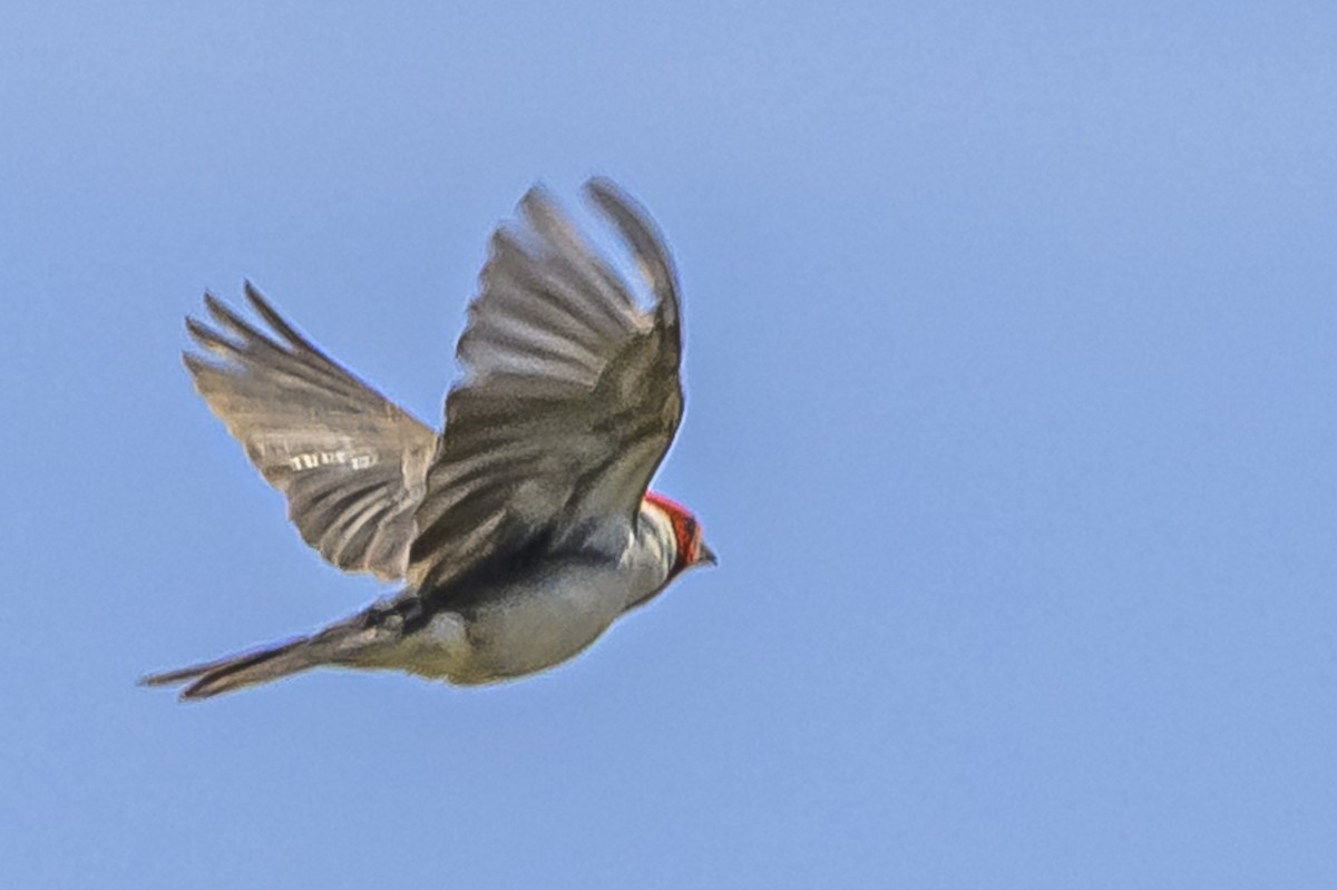 Red-crested Cardinal - ML646853562