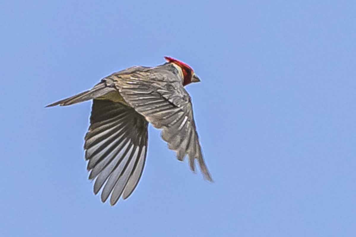 Red-crested Cardinal - ML646853563