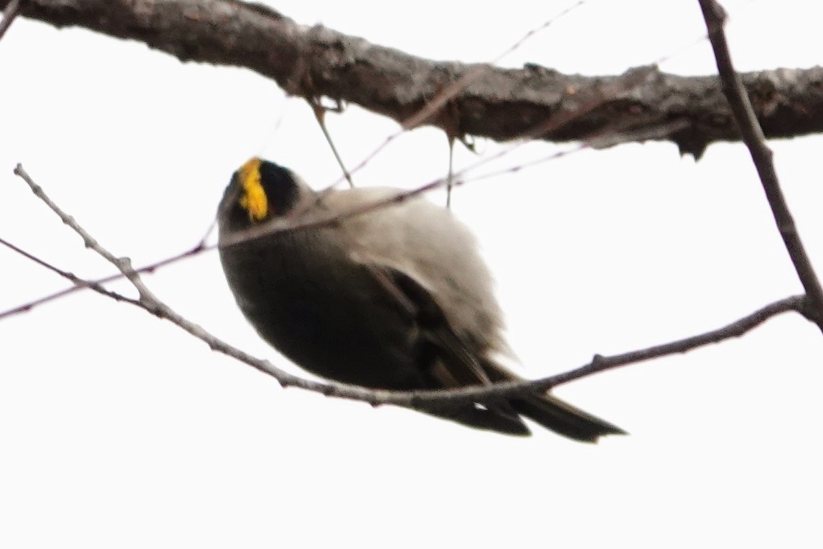 Golden-crowned Kinglet - ML646853565