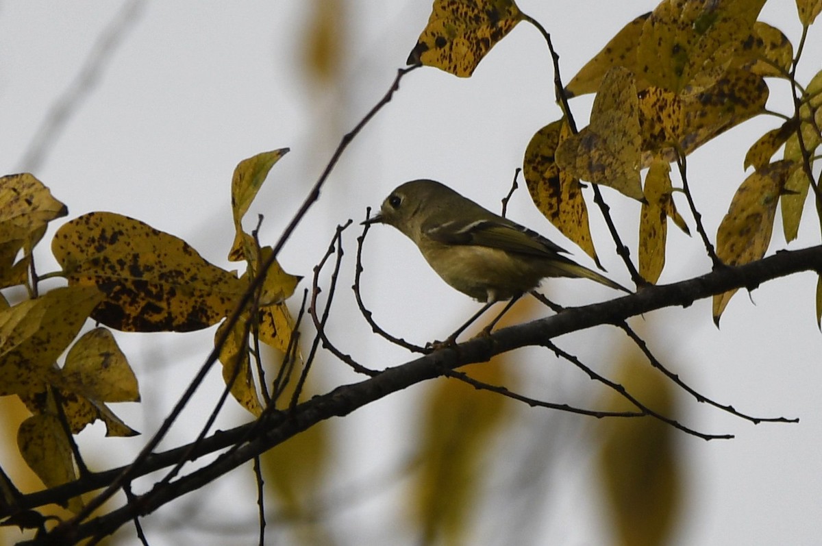 Rubingoldhähnchen - ML646853566