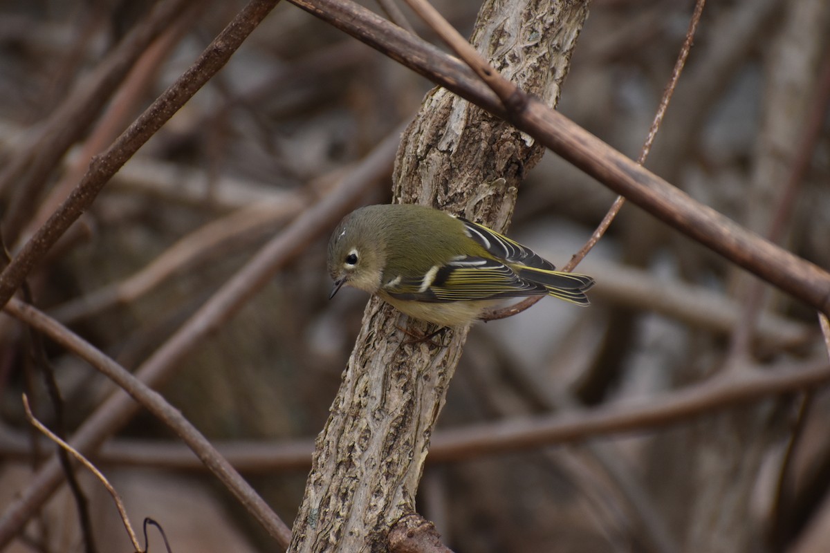 Rubingoldhähnchen - ML646853571