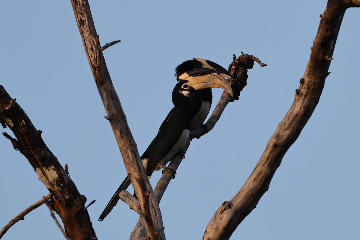 カササギサイチョウ - ML646853572