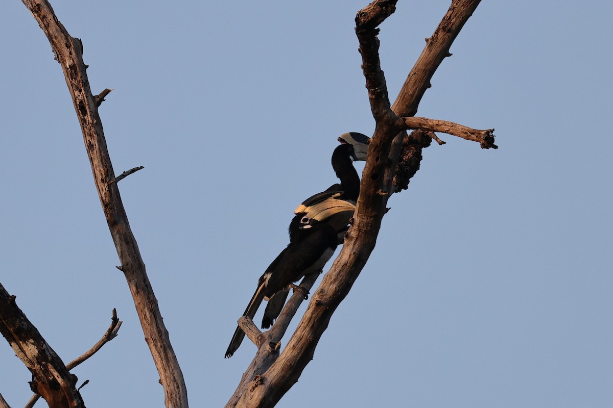 カササギサイチョウ - ML646853573