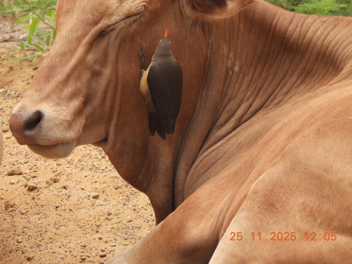 Red-billed Oxpecker - ML646853575