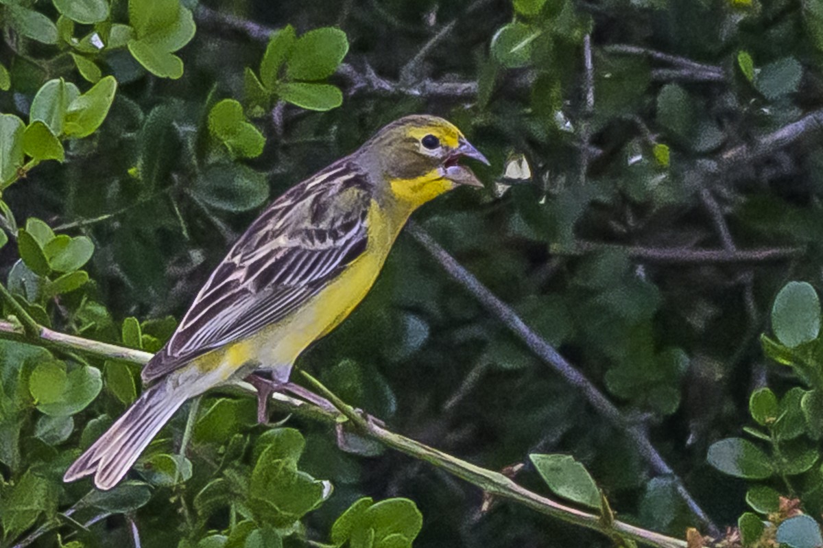 Короткоклювый зерноед - ML646853577