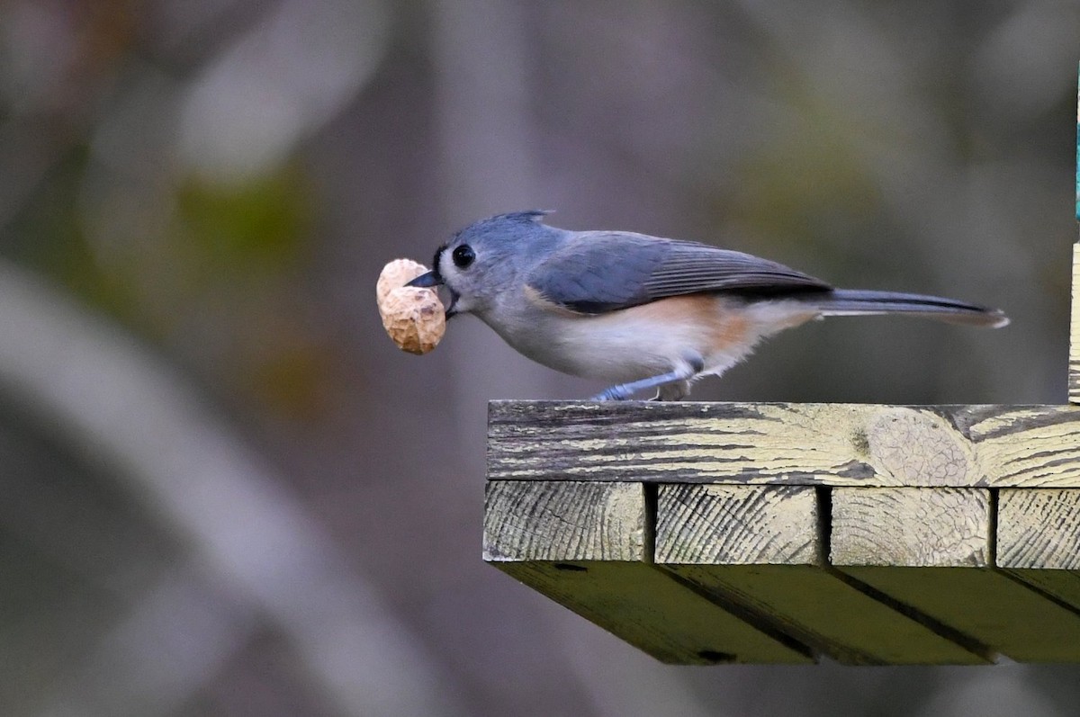 Tufted Titmouse - ML646853578