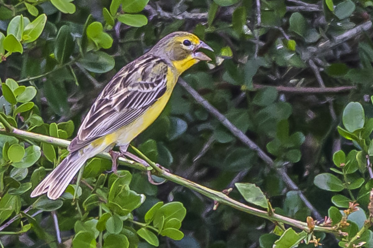 Короткоклювый зерноед - ML646853579