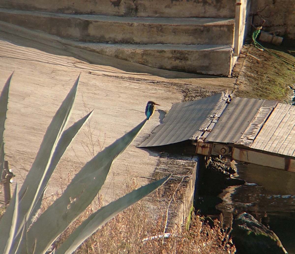 ledňáček říční - ML646853581