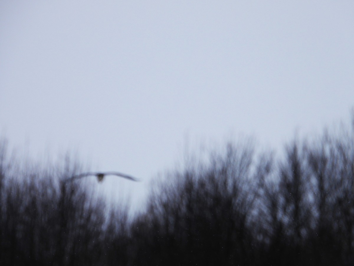 Great Blue Heron - ML646853590