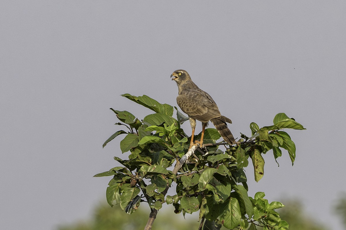 Тёмный певчий ястреб - ML646853591