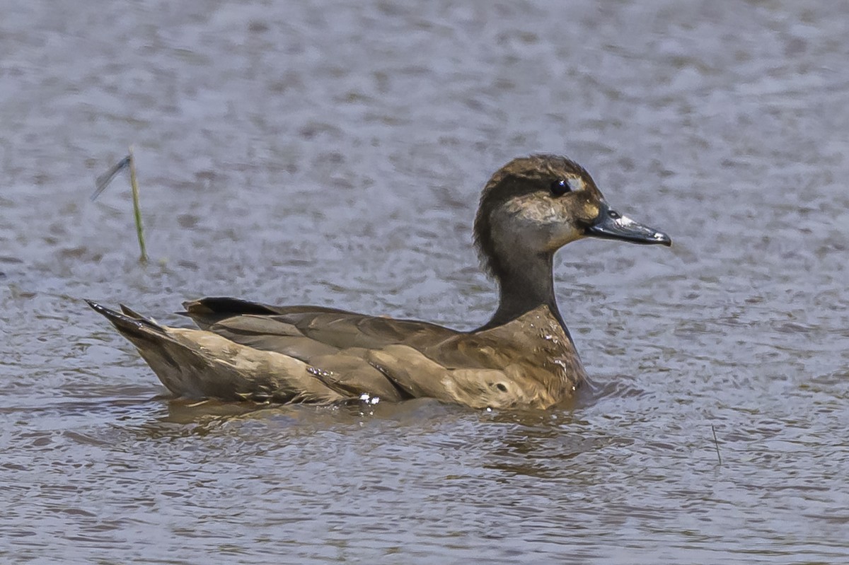Brazilian Teal - ML646853598