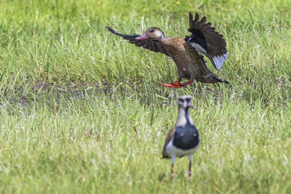 Brazilian Teal - ML646853599