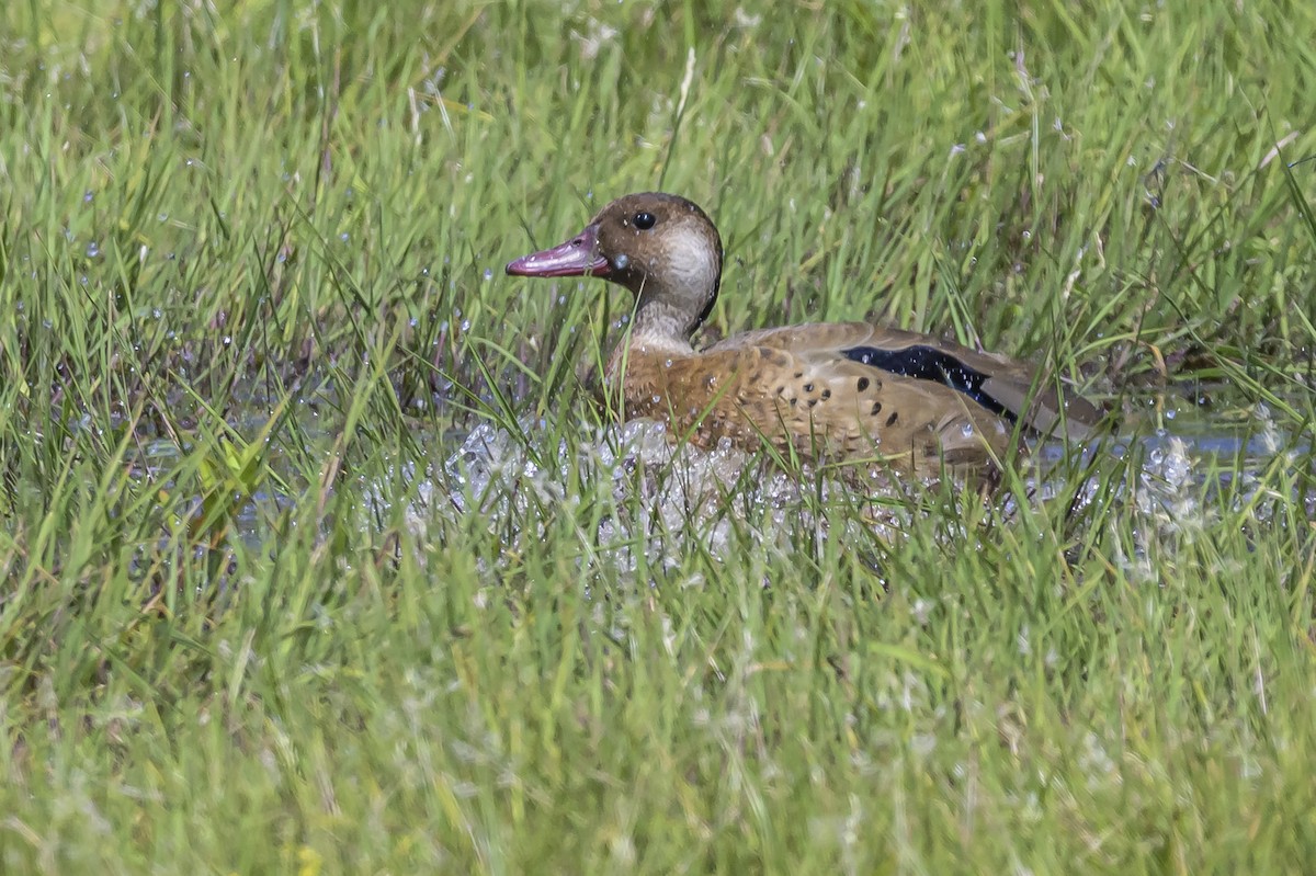 Brazilian Teal - ML646853600