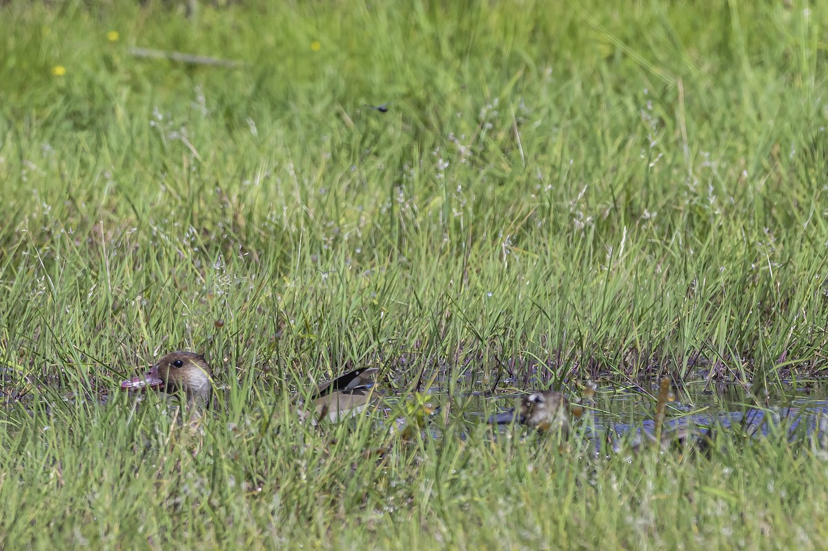 Brazilian Teal - ML646853601