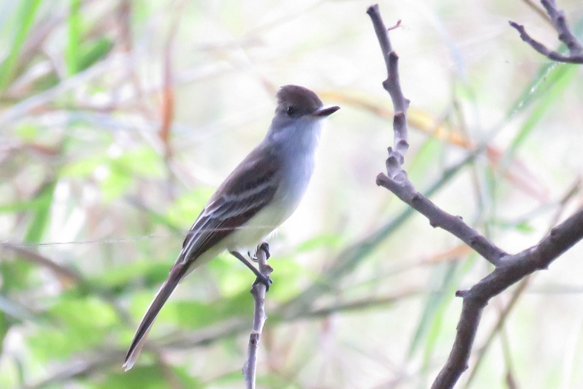 Brown-crested Flycatcher - ML646853602