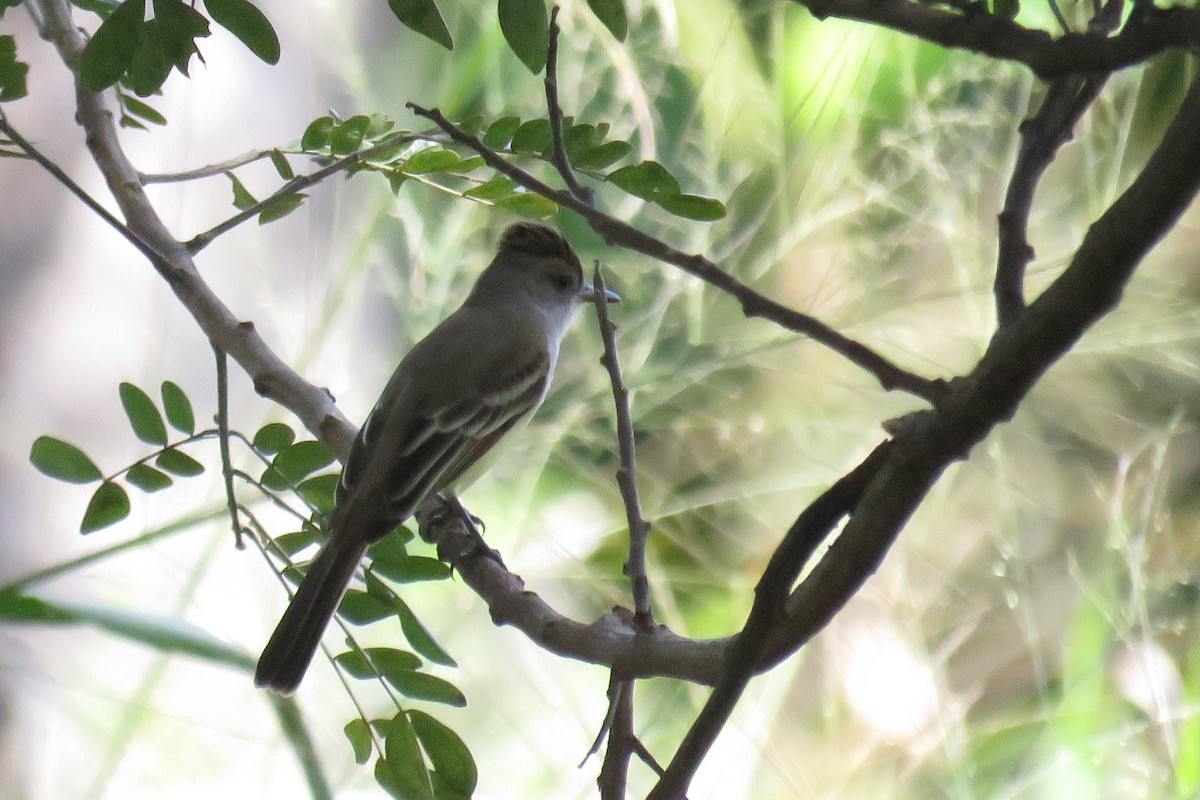 Brown-crested Flycatcher - ML646853603